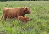 Szkockie górskie bydło (Highland Cattle)
