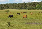Szkockie górskie bydło (Highland Cattle) 1