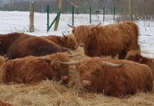Szkockie górskie bydło (Highland Cattle) 2