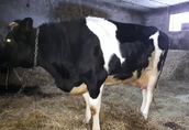 Krowa pierwiastka z cielęciem (mleczna)