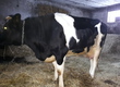 Krowy Krowa pierwiasta z cielęciem (byczek