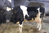 Krowa pierwiastka z cielęciem (mleczna) 1