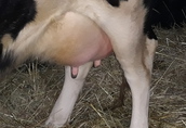 Krowa pierwiastka z cielęciem (mleczna) 2