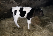 Krowa pierwiastka z cielęciem (mleczna) 3