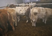Zobacz i wybierz sam.Mięsne Byczki,jałówki 250-350kg-Łotwa,Estonia 1