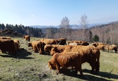 Jałówki Sprzedam 20-25 jałówek/krów rasy Highland Cattle...