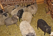 Owce wrzosówki