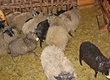 Owce Sprzedam owce rasy polskiej wrzos