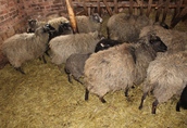 Owce wrzosówki 1