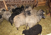 Owce wrzosówki 2