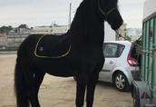 Piękna końska czarna klacz fryzyjska już dostępna 2