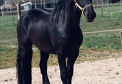 Piękna końska czarna klacz fryzyjska już dostępna 3