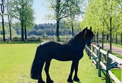 Piękna końska czarna klacz fryzyjska już dostępna 6