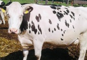 Sprzedam krowy mleczne, Certyfikat wolne od GMO 1