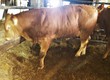 Pozostałe zwierzęta hodowlane Sprzedam byka rasy Limousin czysto