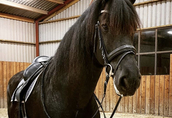 Wspaniała klacz fryzyjska czarny koń 6 lat 4