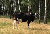 Krowa cielna z szóstym cielakiem