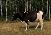 Krowa cielna z drugim cielakiem