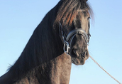 Czarny koń fryzyjski na sprzedaż 1