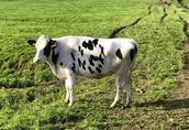 Jałówki wysokocielne HF krowy stado krów import Niemcy 2