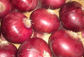 fresh onions for sale