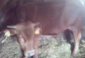 Byki rozpłodowe Sprzedam byka czerwonego do 500 kg Ma 18 miesięcy