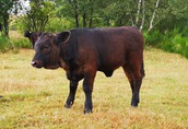 Byczki i Jałówki cielaki mięsne rasy Welsh Black 1