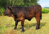 Byczki i Jałówki cielaki mięsne rasy Welsh Black 2