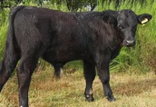 Byczki i Jałówki cielaki mięsne rasy Welsh Black 3