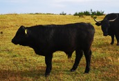 Byczki i Jałówki cielaki mięsne rasy Welsh Black 4