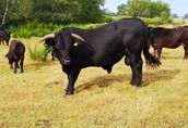 Byczki i Jałówki cielaki mięsne rasy Welsh Black 5