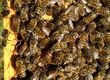 Pozostałe pszczelarstwo Matki czerwiące do jesiennej wymiany