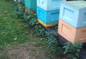 Odkłady pszczele, 12-14 ramek, nakarmione, do zimowania 1