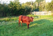 Krowa czerwona wysokocielna, (termin początek września) 2
