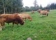 Krowy Stado krów mięsnych 100lm, simental