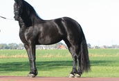 Piękny czarny koń fryzyjski klacz gotowy do nowego domu 1