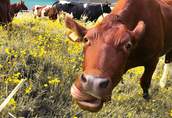 Korektor białkowo energetyczny NON GMO Krowa mleczna