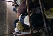 Byki na ubój 30-40 sztuk 100% simental byki z luzu jeden wła...