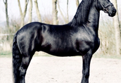 Piękny czarny koń fryzyjski, na sprzedaż