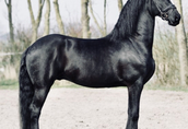Piękny czarny koń fryzyjski, na sprzedaż 1