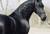 Piękny czarny koń fryzyjski, na sprzedaż 2