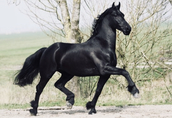 Piękny czarny koń fryzyjski, na sprzedaż 3