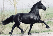 Piękny czarny koń fryzyjski, na sprzedaż 4