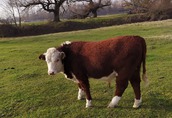 Byki rozpłodowe 3 bardzo ładne byczki rasy hereford (100% pod opiek...