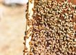 Pozostałe pszczelarstwo Matki Pszczele Buckfast/Elgon o