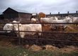 Krowy Bydło mięsne Charolaise całe stado