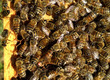 Pozostałe pszczelarstwo Sprzedam matki pszczele z 2019