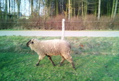 2 Owce i 1 baran Suffolk, możliwość sprzedaży oddzielnej