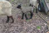 2 Owce i 1 baran Suffolk, możliwość sprzedaży oddzielnej  1