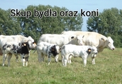 Skup bydła rzeźnego, zywca, koni Małopolskie, PODKARPACKIE